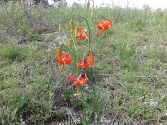 Lilium pumilum
