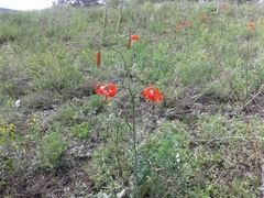 Lilium pumilum