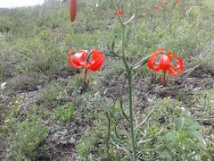 Lilium pumilum