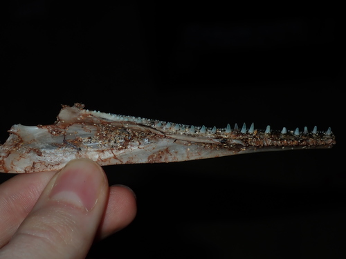 Tylosurus gavialoides