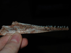 Tylosurus gavialoides