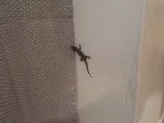 Tarentola mauritanica