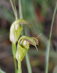 Pterostylis grandiflora