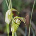 Pterostylis grandiflora - Photo (c) Reiner Richter, μερικά δικαιώματα διατηρούνται (CC BY-NC-SA), uploaded by Reiner Richter
