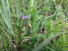 Polygala sibirica