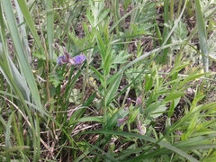 Polygala sibirica