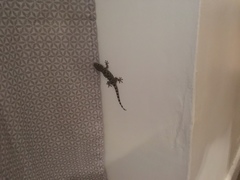 Tarentola mauritanica