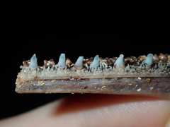 Tylosurus gavialoides