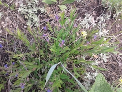 Polygala sibirica