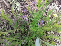 Polygala sibirica