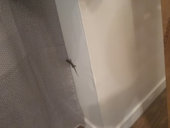 Tarentola mauritanica