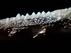 Tylosurus gavialoides