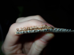 Tylosurus gavialoides