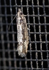 Strepsicrates transfixa