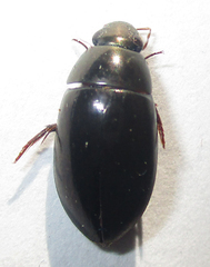 Hydrophilus senegalensis