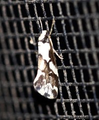 Philenora chionastis