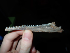 Tylosurus gavialoides