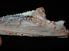 Tylosurus gavialoides