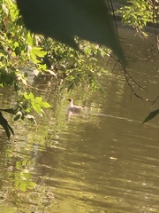 Chroicocephalus ridibundus