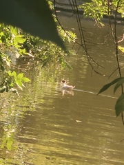 Chroicocephalus ridibundus