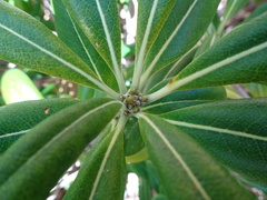 Pittosporum tobira