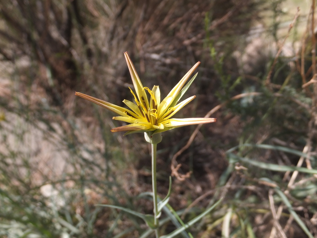 Tragopogon jesdianus