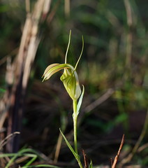 Pterostylis grandiflora