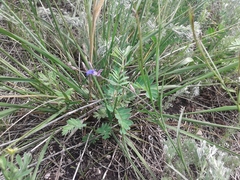 Polygala tenuifolia