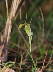 Pterostylis grandiflora