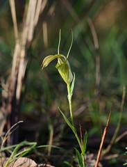 Pterostylis grandiflora