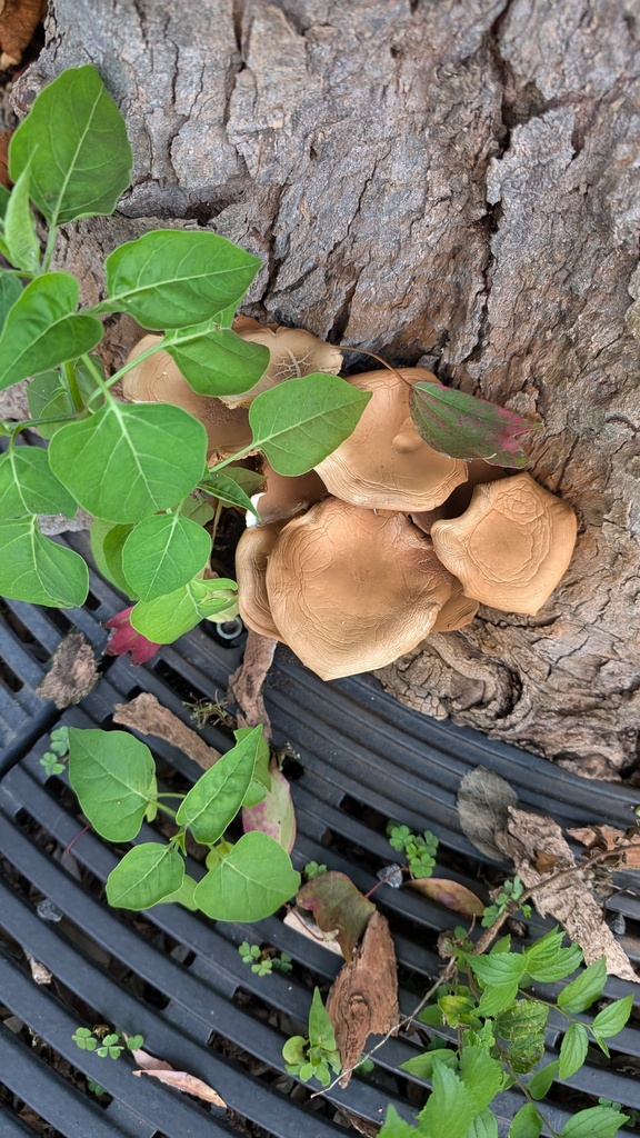 Cyclocybe cylindracea · September 2024 · photo: © atsushi_nakajima_cirque (iNaturalist, cc-by)