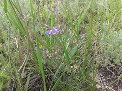 Polygala tenuifolia