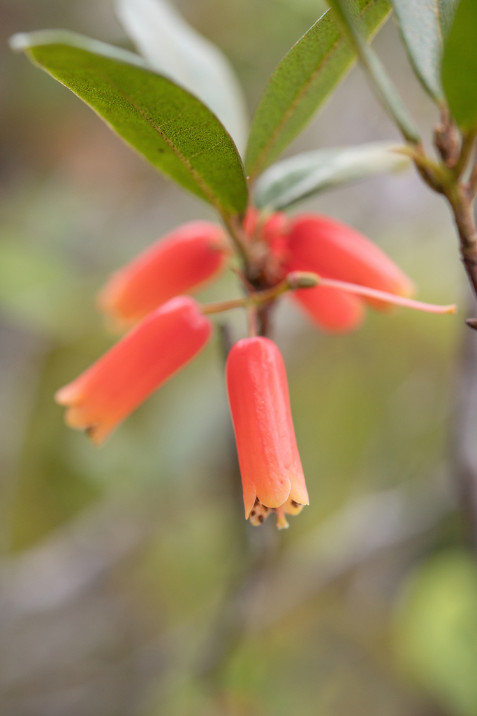 Rhododendron keysii; photograph Morten Ross, CC BY, iNaturalist via GBIF