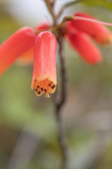 Morten Ross, CC BY, iNaturalist via GBIF Rhododendron keysii, photograph Morten Ross, CC BY, iNaturalist via GBIF