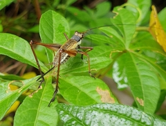 Nisitrus