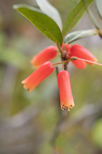 Rhododendron keysii, photograph 2