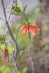 Morten Ross, CC BY, iNaturalist via GBIF Rhododendron keysii, photograph Morten Ross, CC BY, iNaturalist via GBIF