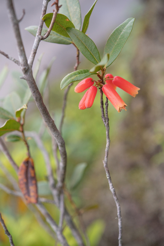 Rhododendron keysii, photograph 4