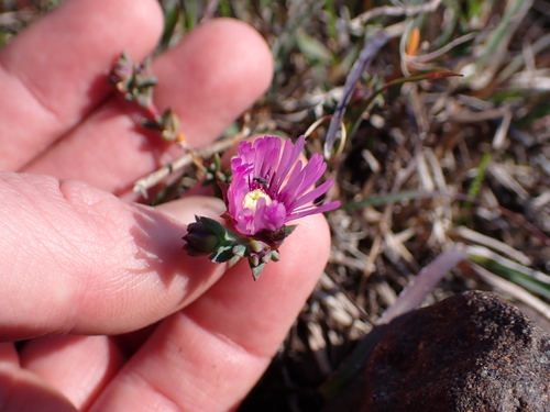 Image of Lampranthus emarginatoides by (c) Eugene Hahndiek, some rights reserved (CC BY-SA)