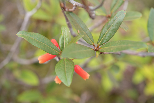 Rhododendron keysii, photograph 5