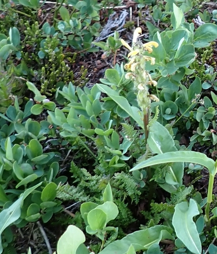 Image of Pedicularis rainierensis by (c) John Brew, some rights reserved (CC BY)