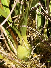 Cyrtochilum aureum