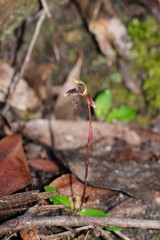 Chiloglottis curviclavia