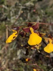 Cyrtochilum aureum