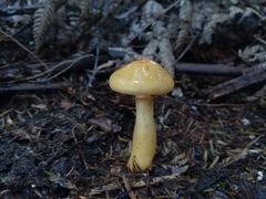 Cortinarius ignotus