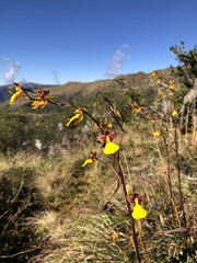Cyrtochilum aureum