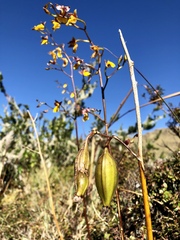Cyrtochilum aureum