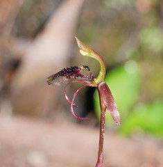 Chiloglottis curviclavia
