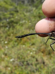 Somatochlora franklini
