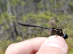 Somatochlora franklini